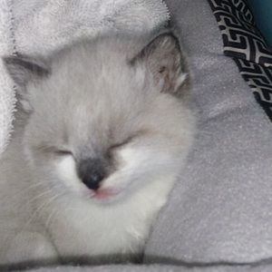 Meet your Posher, Kylee